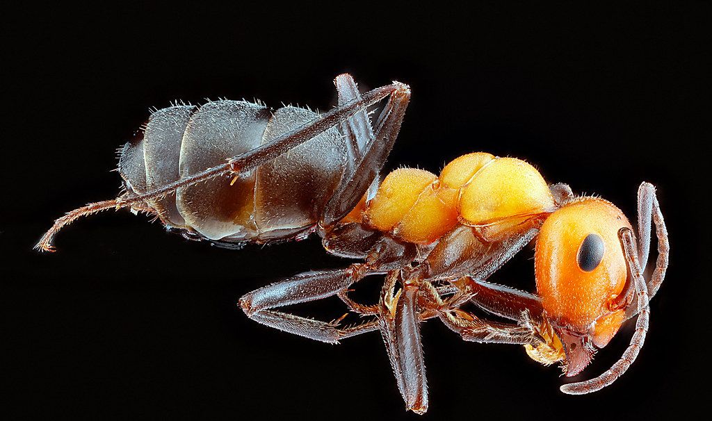 Ant Control service in Layton, UT