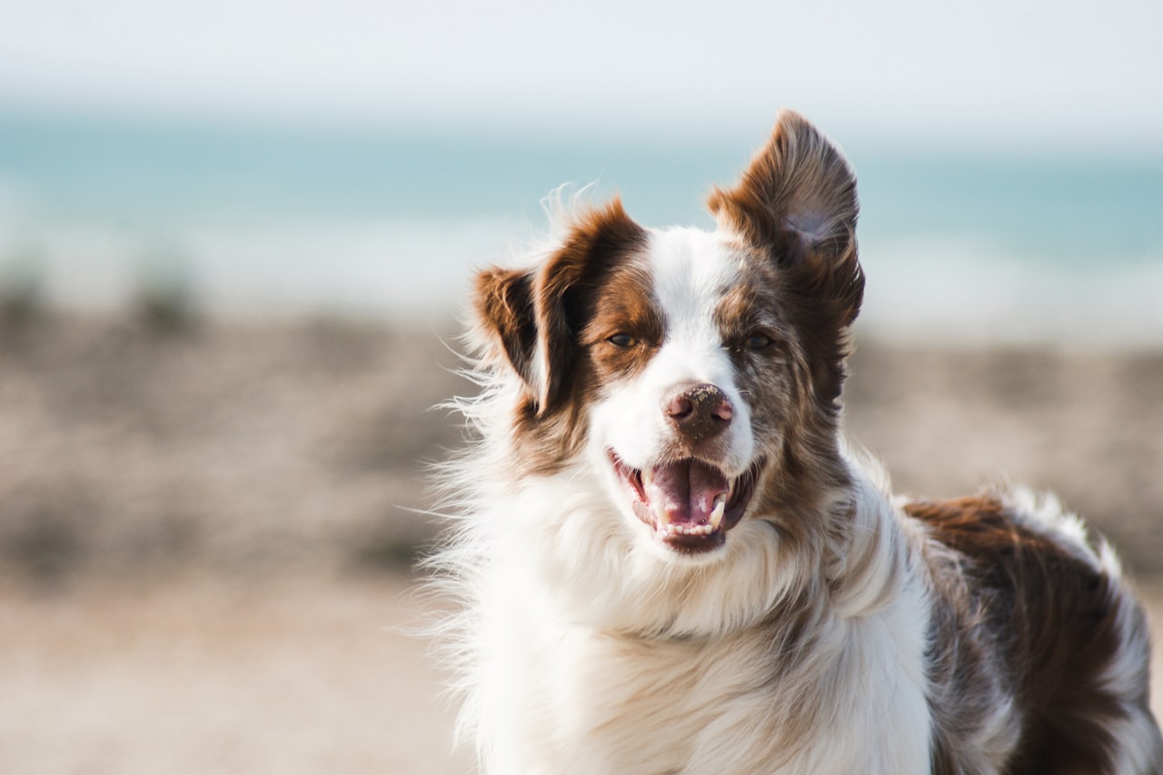 Flea & Tick Control service in Layton, UT