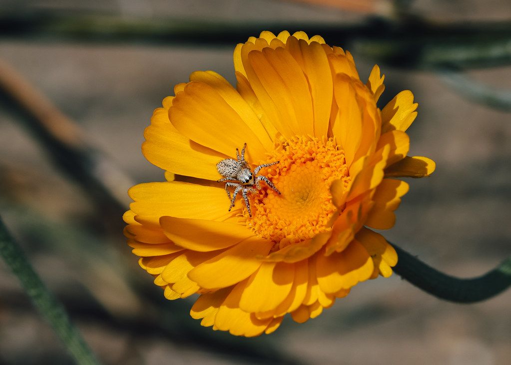 Spider Control service in Layton, UT